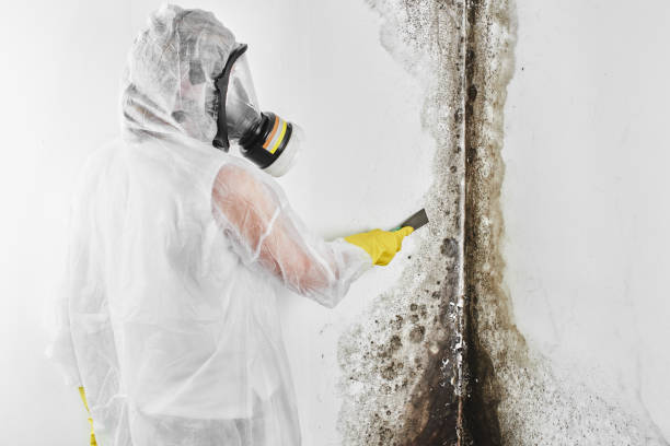 Best Mold Cleaning Services  in Harlan, IN