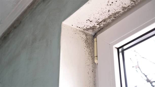 Best Mold Cleaning Services  in Harlan, IN