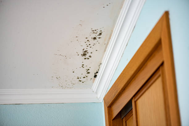 Best Home Mold Removal  in Harlan, IN