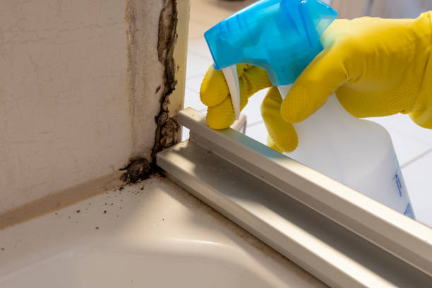 Best Professional Mold Removal  in Harlan, IN