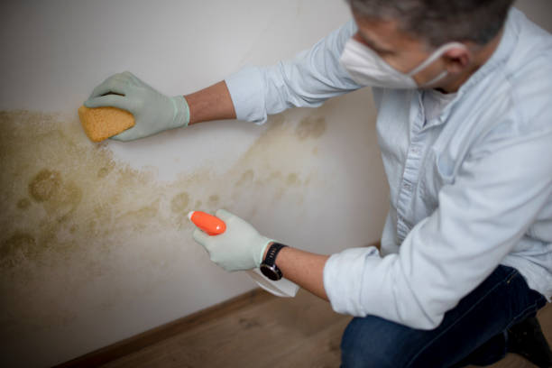 Best Toxic Mold Removal  in Harlan, IN