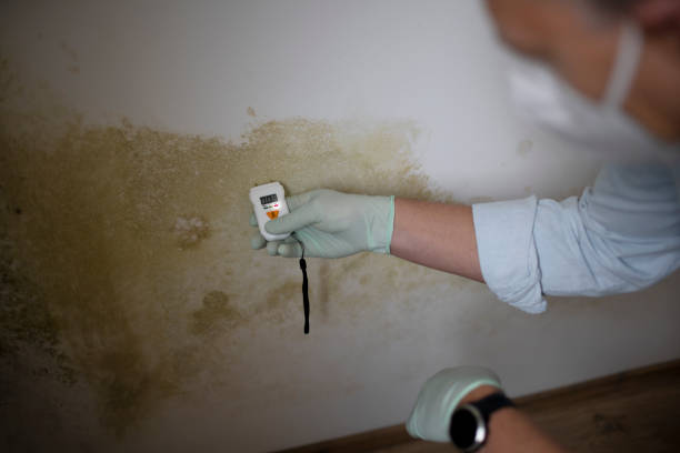 Best Residential Mold Removal  in Harlan, IN