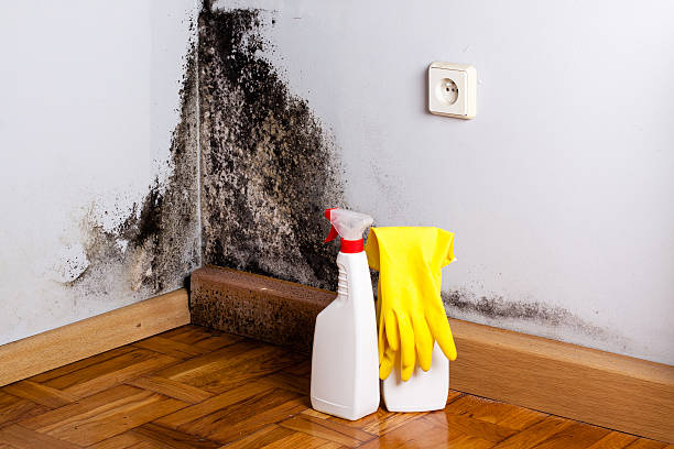 Professional Mold Removal in Harlan, IN