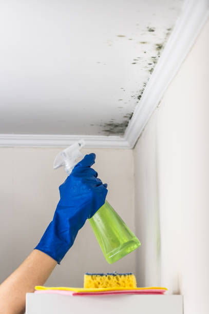 Best Mold Testing  in Harlan, IN